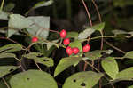 Southern spicebush <BR>Pondberry